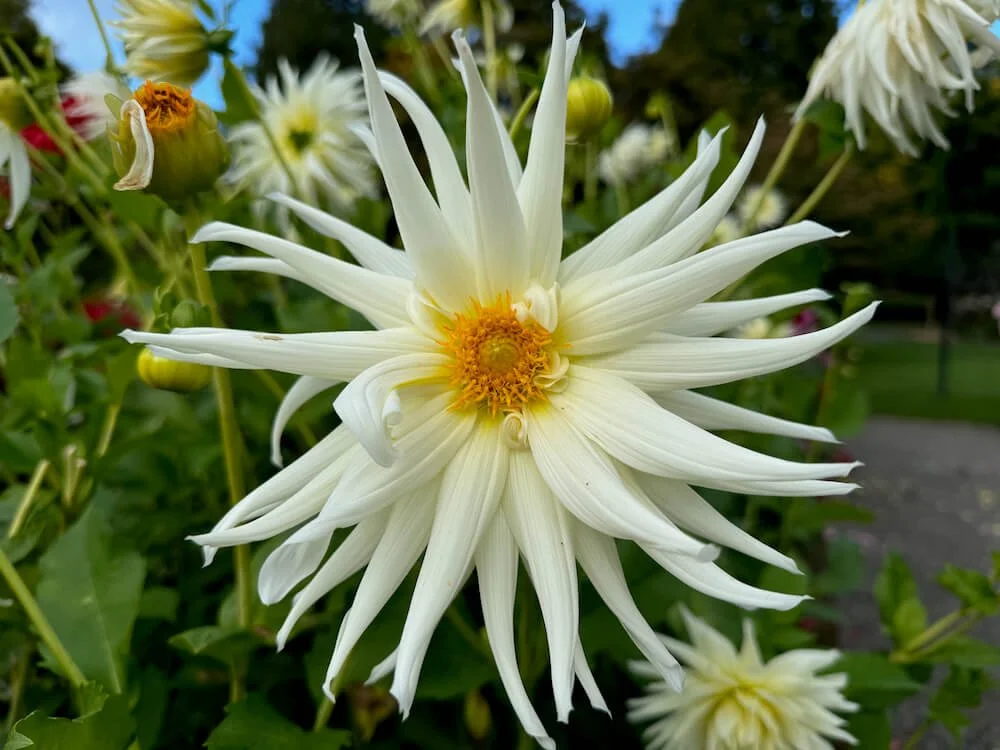 Dahlia 'Bridezilla' — Northwest Blooms